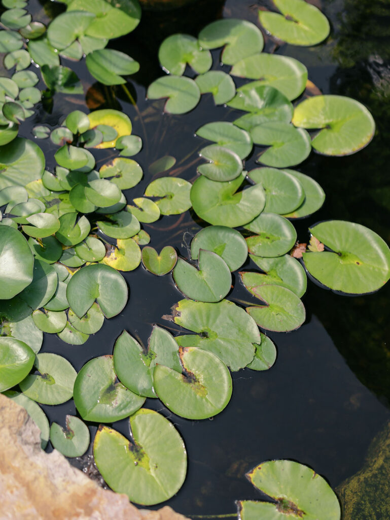 Elegant and romantic late summer Chicago garden estate wedding