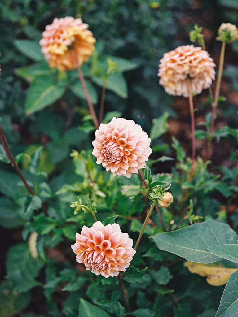 Of the Land Wedding Photos in Michigan on film, joyful celebration with lush florals and bride and groom laughing